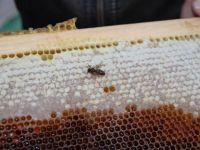 Arı Üreticilerine Yüzde 70 Hibe Desteği