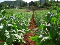 Tütün Tarımı ve Kalkınma Programı Ekonomiyi   Güçlendiriyor