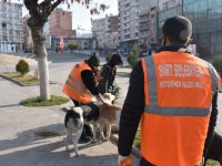 Siirt Belediyesi'nden sokak hayvanları projesi
