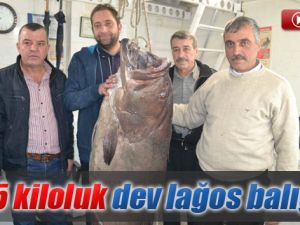 Sarosta 66,5 Kiloluk Dev Lağos Balığı