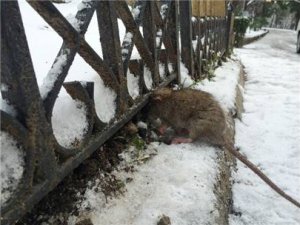 İstanbul'daki dondurucu soğuklar fareleri bile...