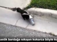 ABD'de Kafası İki Plastik Bardağa Sıkışan Kokarca Böyle Kurtarıldı!