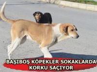 Siirt Başı Boş Köpekler Tehlike Saçıyor