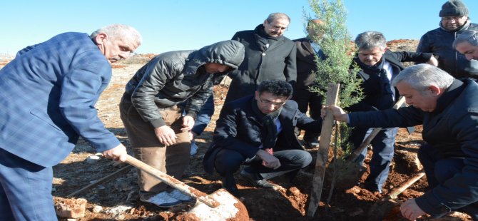 Siirt'te 30 bin fıstık fidanı toprakla buluştu