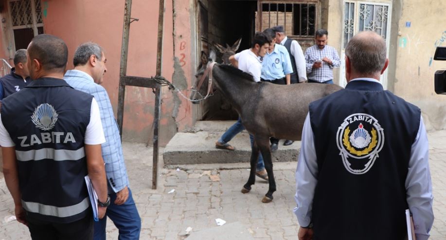 Şehir içindeki ahırlar mühürleniyor