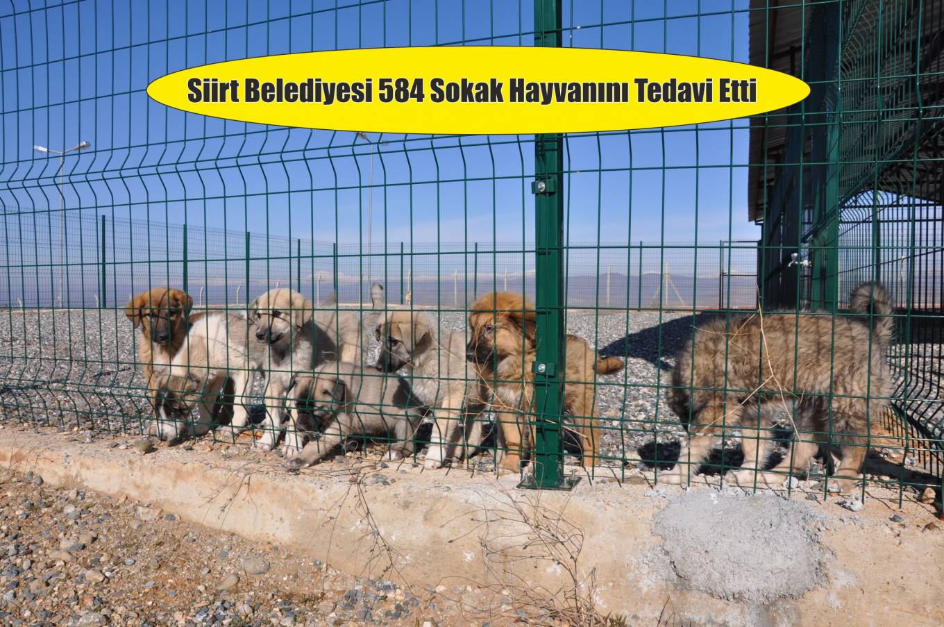 Siirt Belediyesi sokak hayvanlarını tedavi etti