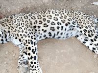 Leopar Davasında hayvanseverleri üzen o Karar ...