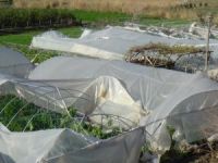 5 DK Süren Devasa hortum seraları alt üst etti