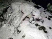Donarak ölen köpeğn görüntüsü yürek burktu!