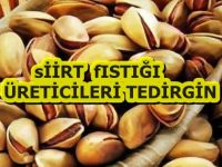Siirt Fıstığı Üreticisi Tedirgin