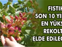 FISTIKTA SON 10 YILIN EN YÜKSEK REKOLTESi ELDE EDiLECEK