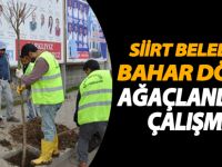Siirt Belediyesi baha dönemi ağaçlandırma çalışması