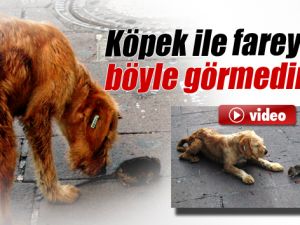 Köpeğin Fare İle Oyunu Şaşırttı