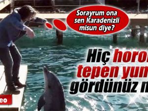 Hiç Horon Tepen Yunus Balığı Gördünüz mü ?