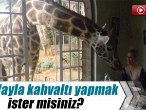 Zürafayla Kahvaltı Yapmak İster misiniz?