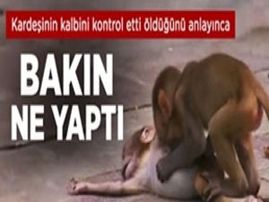 Kardeşini kaybeden maymunun feryadı