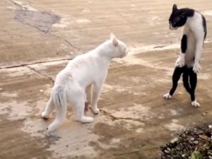 Bruce Lee'nin Kayıp Kedisi (Şok Olacaksınız)